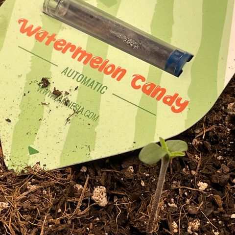 Watermelon candy  growlog timeline photo