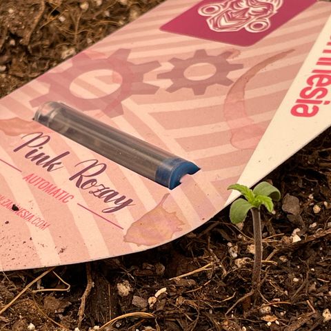 Pink Rozay growlog timeline photo