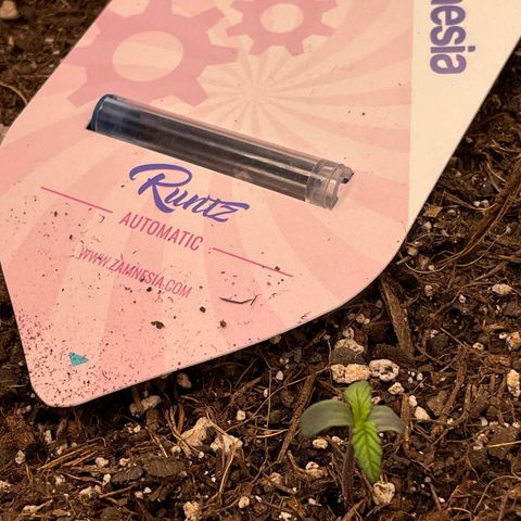 Runtz Auto growlog timeline photo