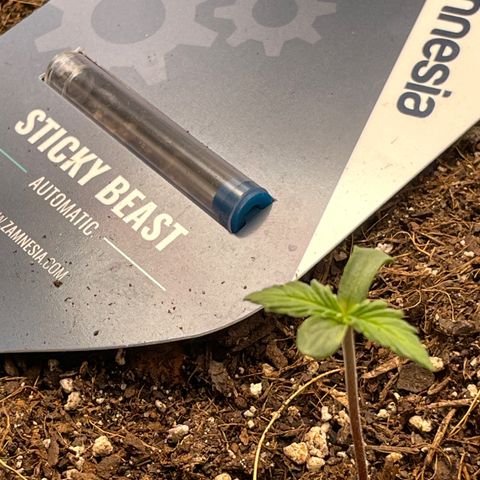 Sticky Beast Automatic growlog timeline photo