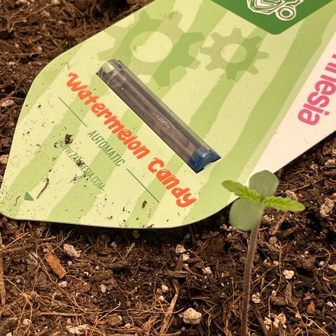 Watermelon candy  growlog timeline photo