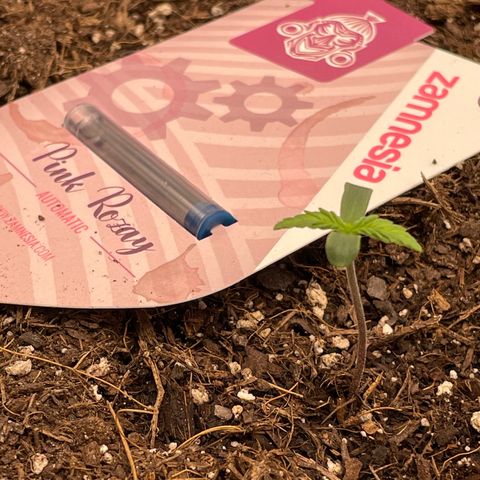 Pink Rozay growlog timeline photo