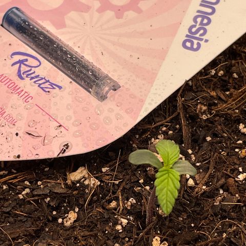 Runtz Auto growlog timeline photo