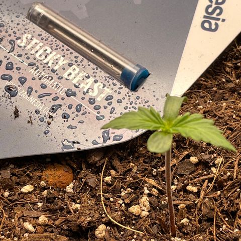 Sticky Beast Automatic growlog timeline photo