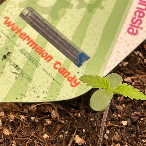 Watermelon candy  growlog timeline photo