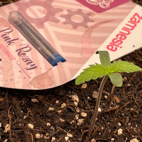 Pink Rozay growlog timeline photo
