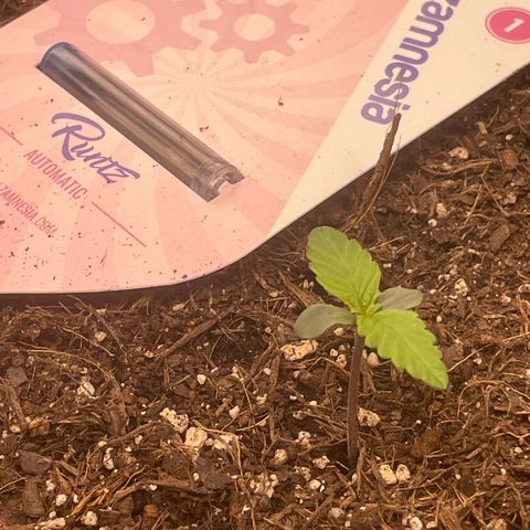 Runtz Auto growlog timeline photo