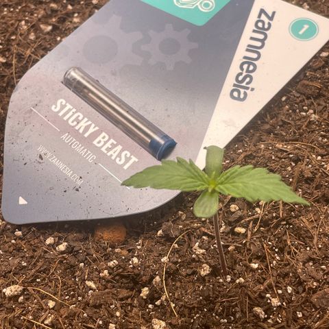 Sticky Beast Automatic growlog timeline photo