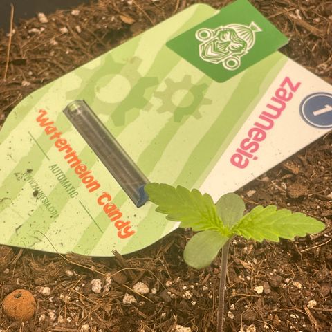Watermelon candy  growlog timeline photo