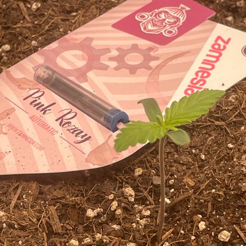 Pink Rozay growlog timeline photo