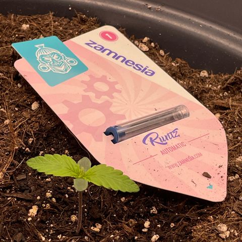 Runtz Auto growlog timeline photo