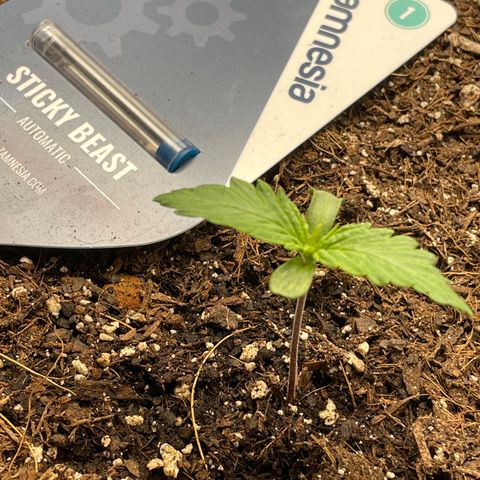 Sticky Beast Automatic growlog timeline photo