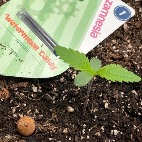 Watermelon candy  growlog timeline photo