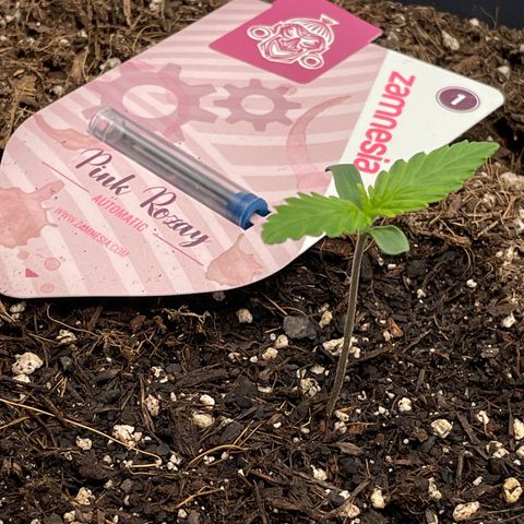 Pink Rozay growlog timeline photo