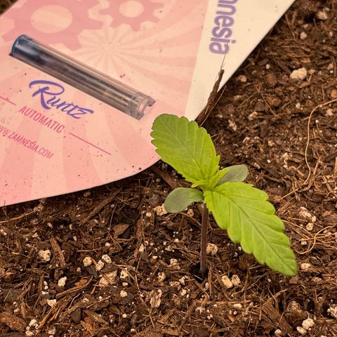 Runtz Auto growlog timeline photo