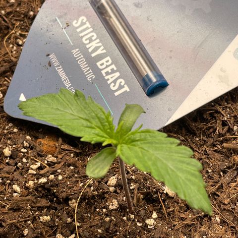Sticky Beast Automatic growlog timeline photo