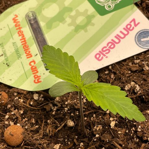 Watermelon candy  growlog timeline photo