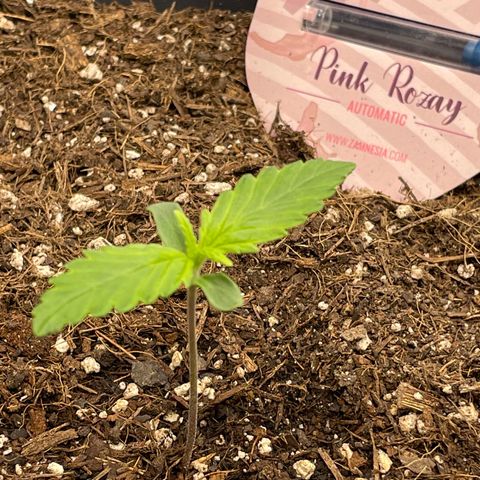 Pink Rozay growlog timeline photo