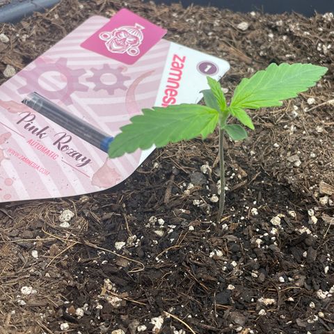 Pink Rozay growlog timeline photo