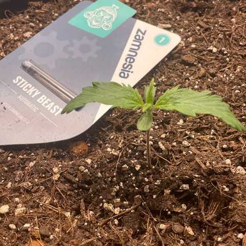 Sticky Beast Automatic growlog timeline photo