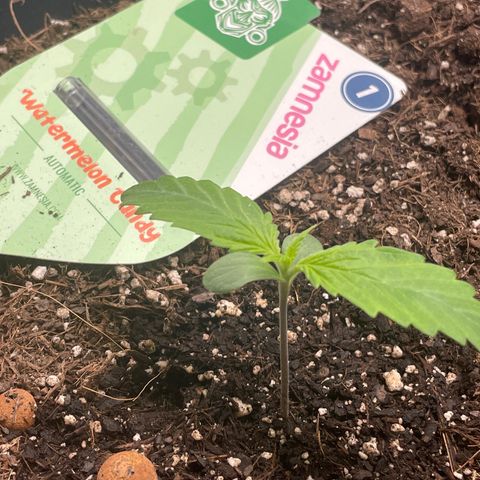 Watermelon candy  growlog timeline photo