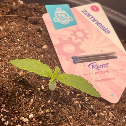 Runtz Auto growlog timeline photo
