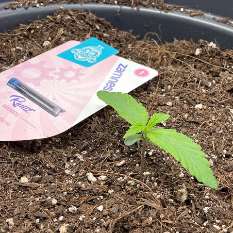 Runtz Auto growlog timeline photo