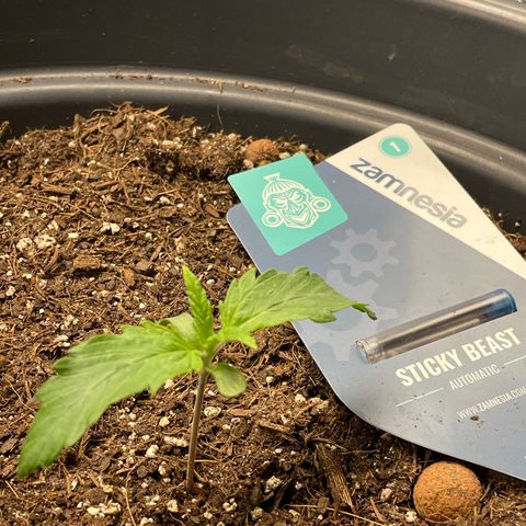 Sticky Beast Automatic growlog timeline photo