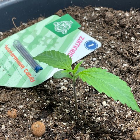 Watermelon candy  growlog timeline photo