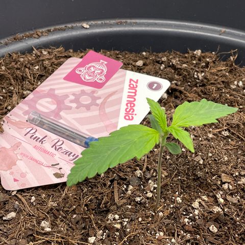 Pink Rozay growlog timeline photo