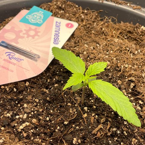 Runtz Auto growlog timeline photo