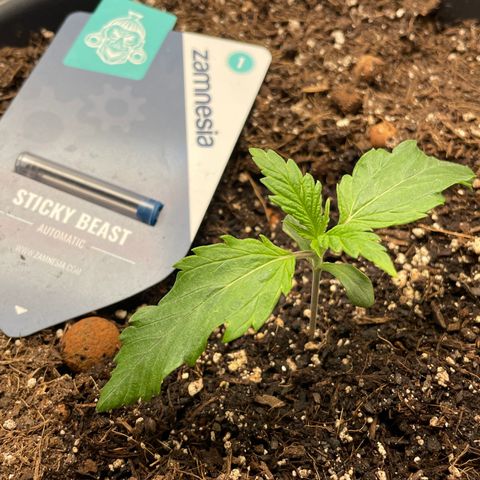 Sticky Beast Automatic growlog timeline photo