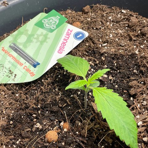 Watermelon candy  growlog timeline photo