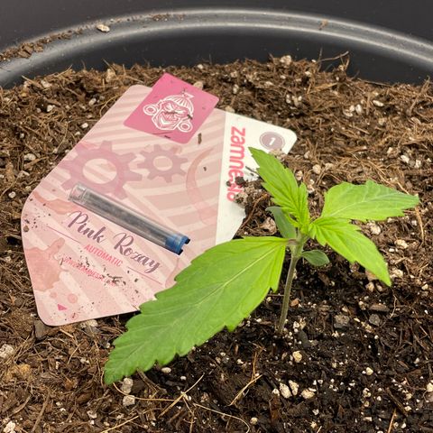 Pink Rozay growlog timeline photo