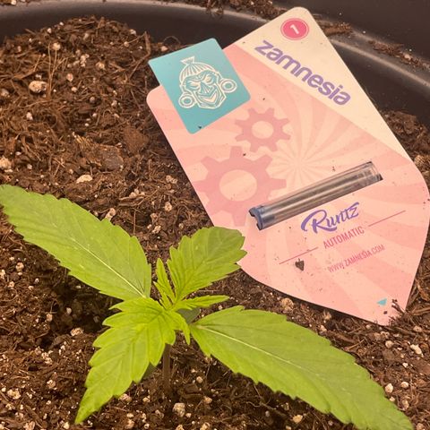 Runtz Auto growlog timeline photo
