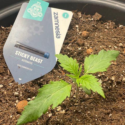 Sticky Beast Automatic growlog timeline photo