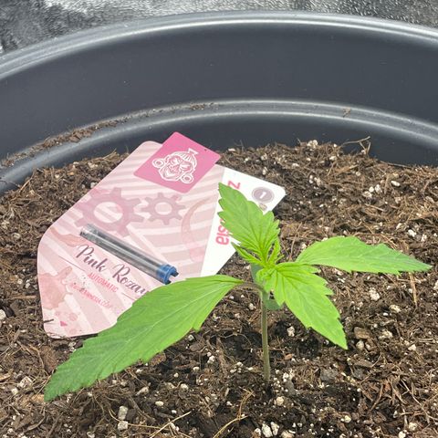 Pink Rozay growlog timeline photo