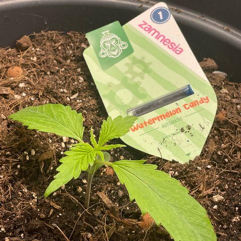Watermelon candy  growlog timeline photo