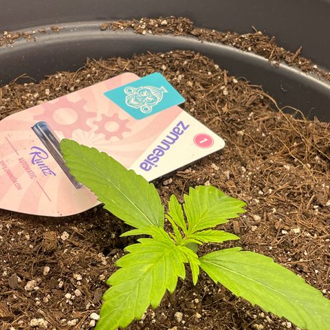 Runtz Auto growlog timeline photo