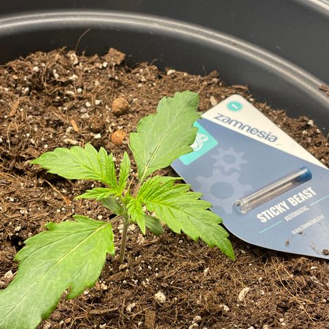Sticky Beast Automatic growlog timeline photo