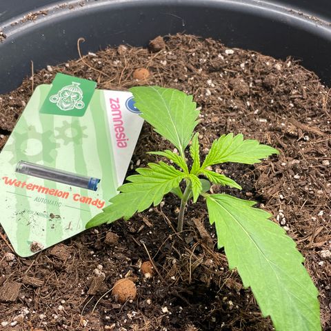 Watermelon candy  growlog timeline photo