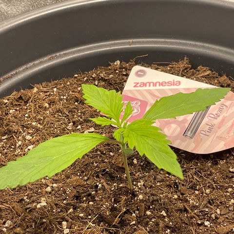 Pink Rozay growlog timeline photo