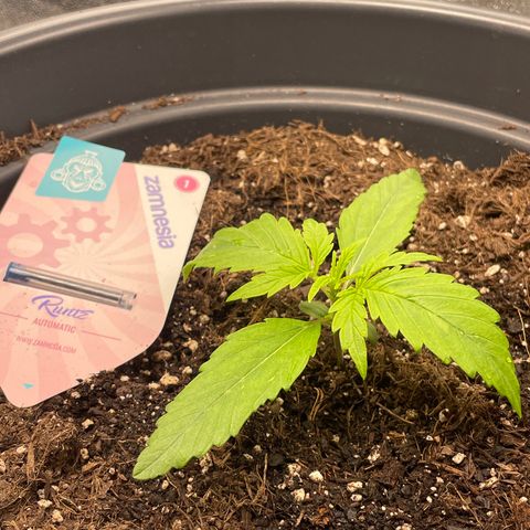 Runtz Auto growlog timeline photo