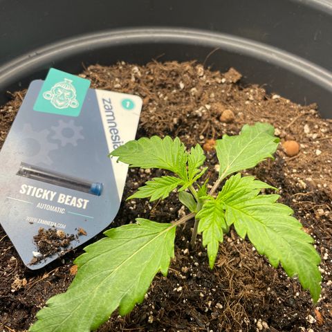 Sticky Beast Automatic growlog timeline photo