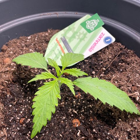 Watermelon candy  growlog timeline photo