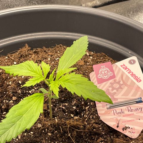 Pink Rozay growlog timeline photo