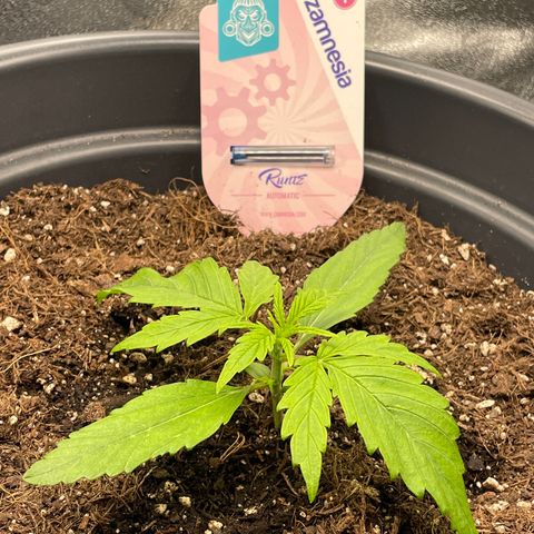 Runtz Auto growlog timeline photo