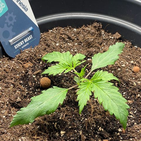 Sticky Beast Automatic growlog timeline photo