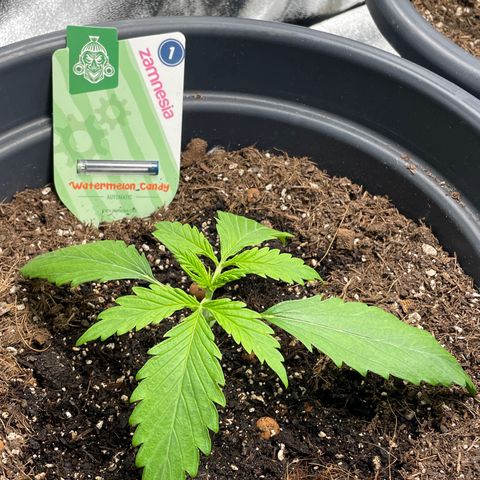 Watermelon candy  growlog timeline photo