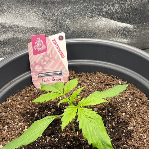 Pink Rozay growlog timeline photo